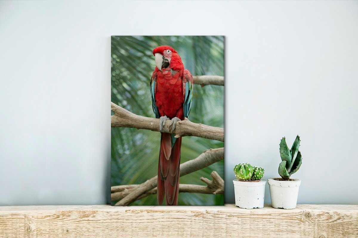 Leinwandbild fertig Leinwandbild auf 20x30 Kuba-Papagei Gemälde, OneMillionCanvasses® inkl. (1 cm einem bespannt Zackenaufhänger, sitzend, St), Ast