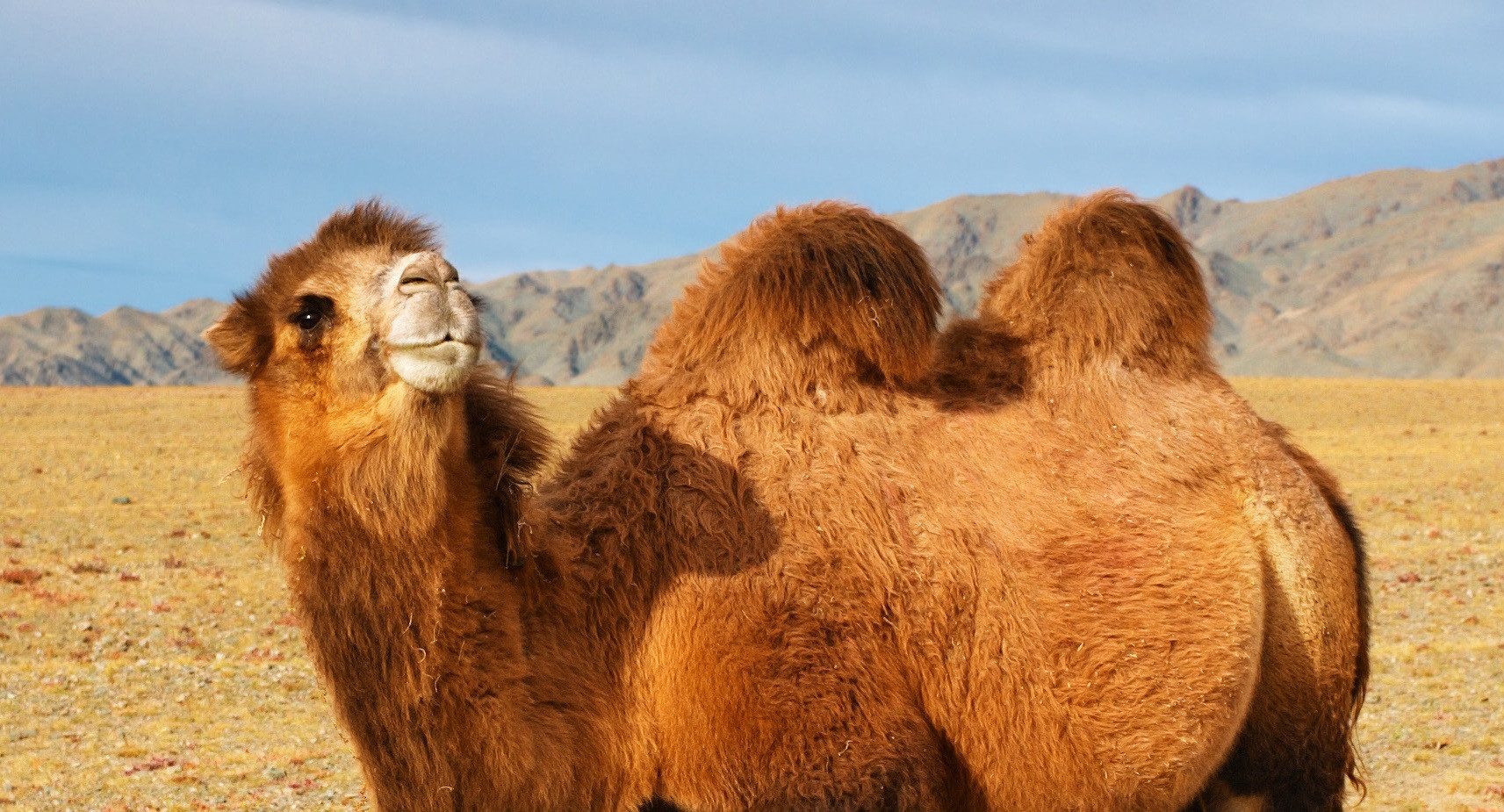 Wolldecke "Algier" 100% Kamelhaar, Steinbeck GmbH