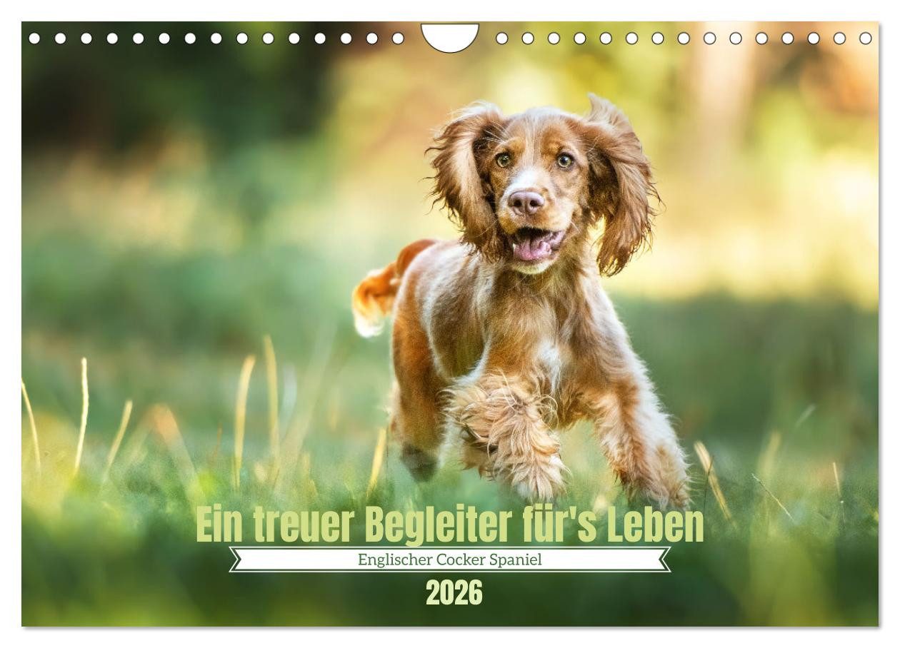 CALVENDO Wandkalender Englischer Cocker Spaniel (Wandkalender 2026 DIN A4 quer), CALVENDO Mo