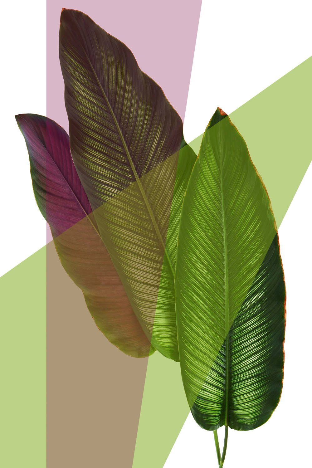 queence Acrylglasbild Blätter | Bilder