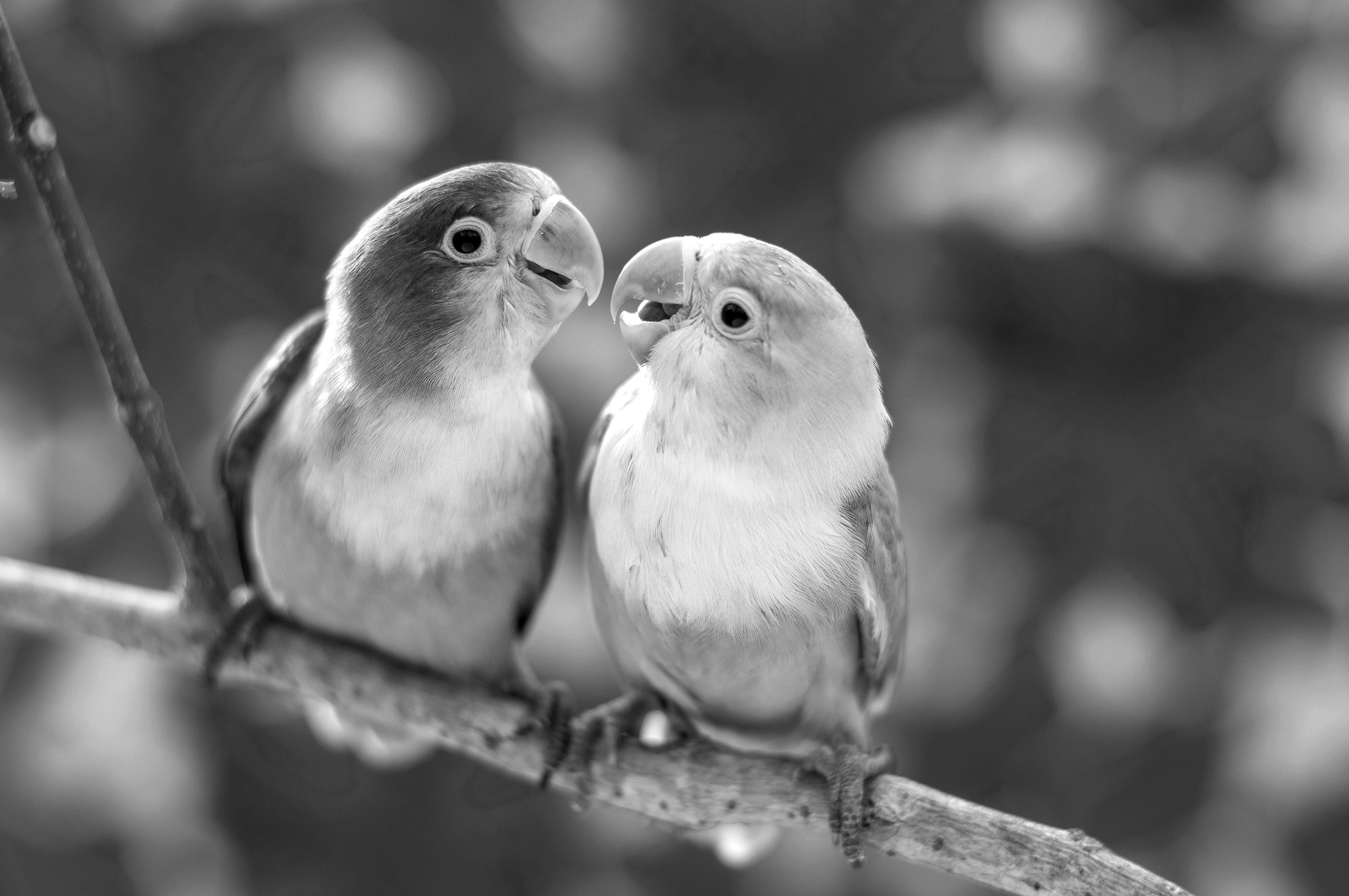Fototapete Vögel Schwarz & Weiß