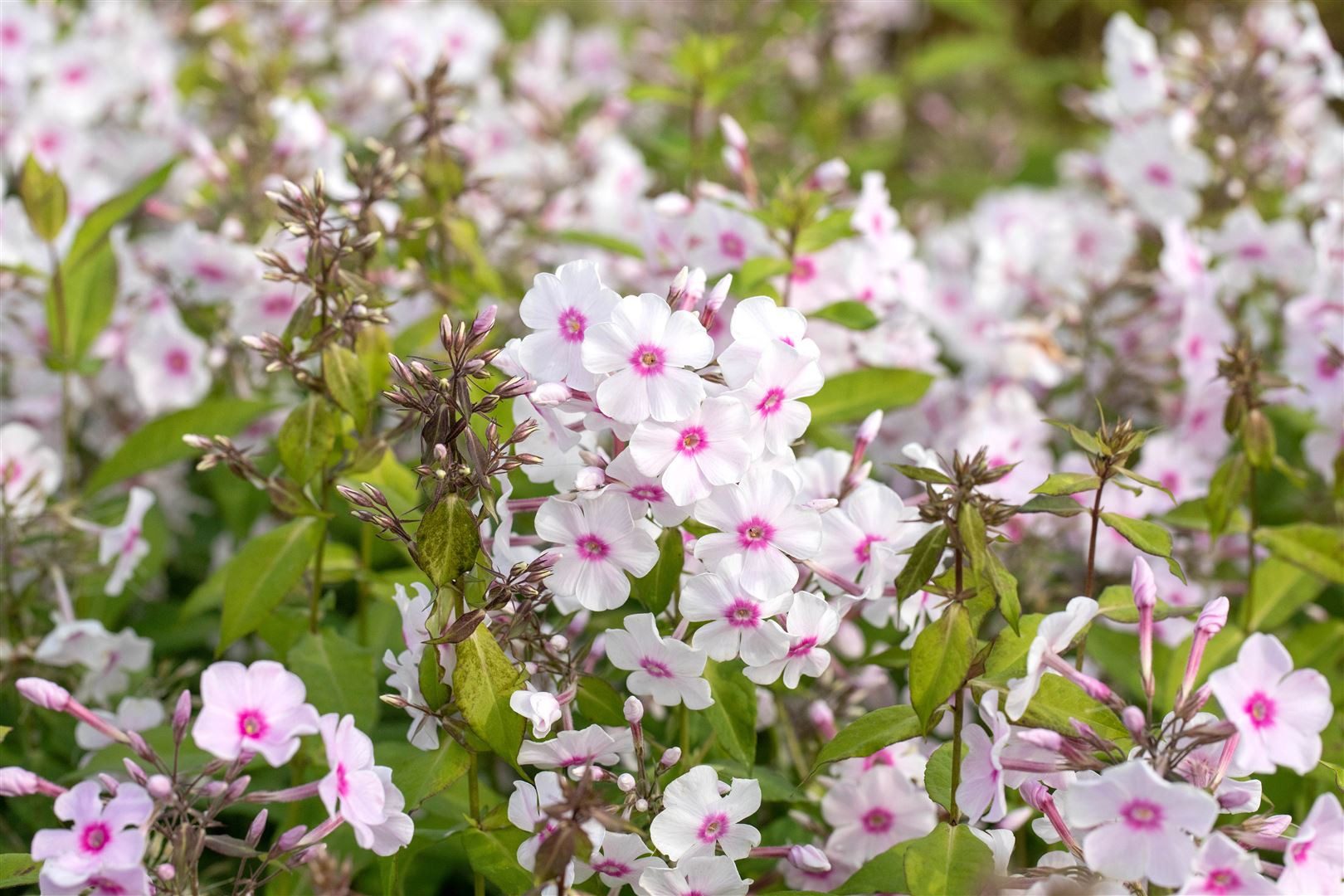 Pflanzen für Dich Staude Phlox pan. Europa, 1 St., Hoher Stauden-Phlox, Flammenblume