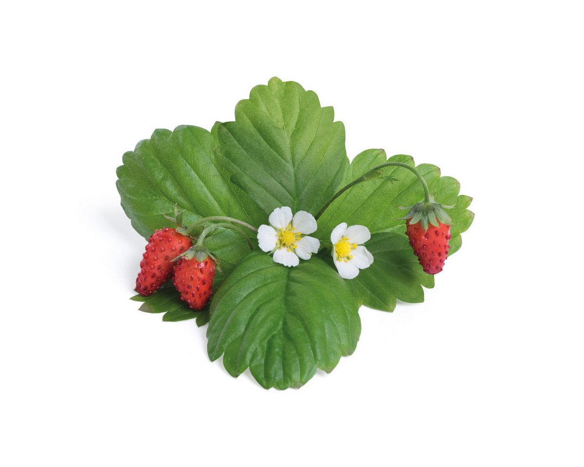 Thumbnail - Veritable Anzuchttopf Lingot Wild Red Strawberry (1 St)