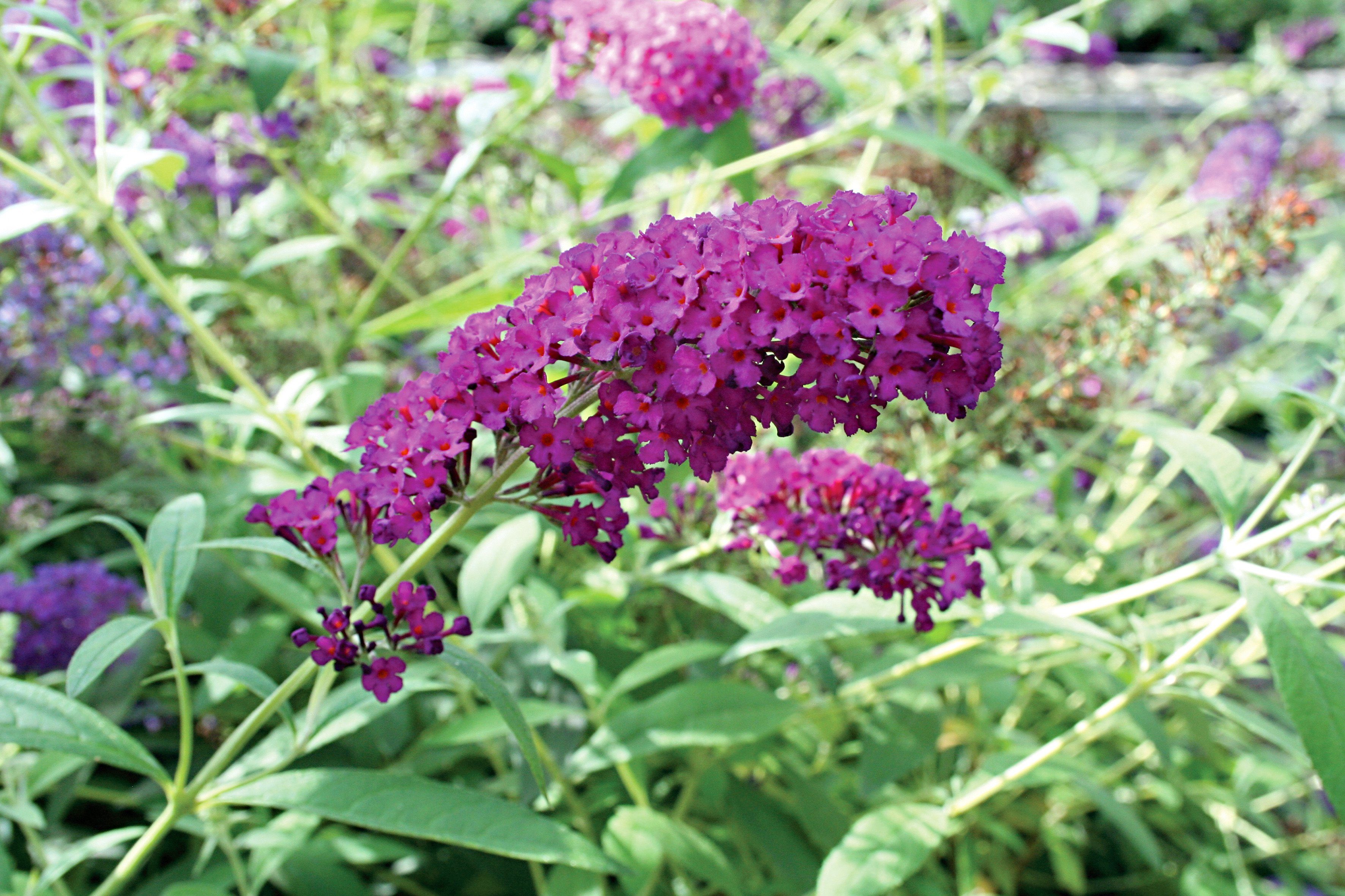 Flieder Sommerflieder Royal Red 3 Pflanzen Otto
