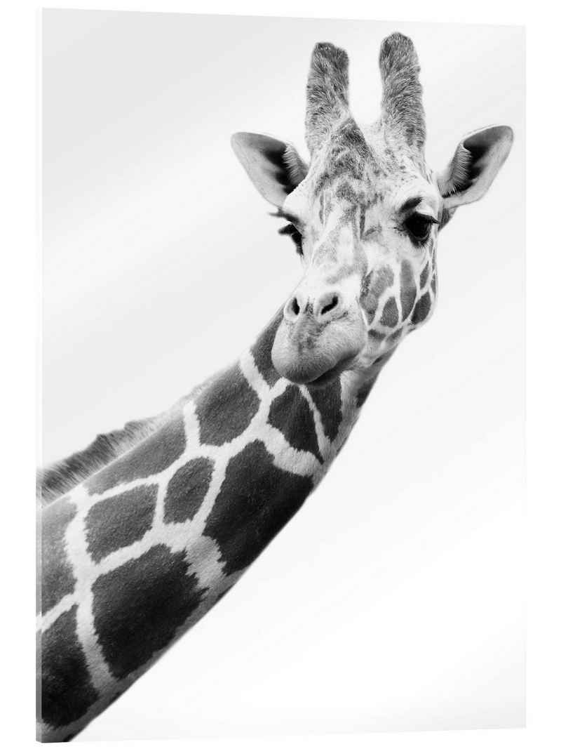 Posterlounge Acrylglasbild Darren Greenwood, Giraffe in Schwarz-Weiß, Wohnzimmer Kindermotive