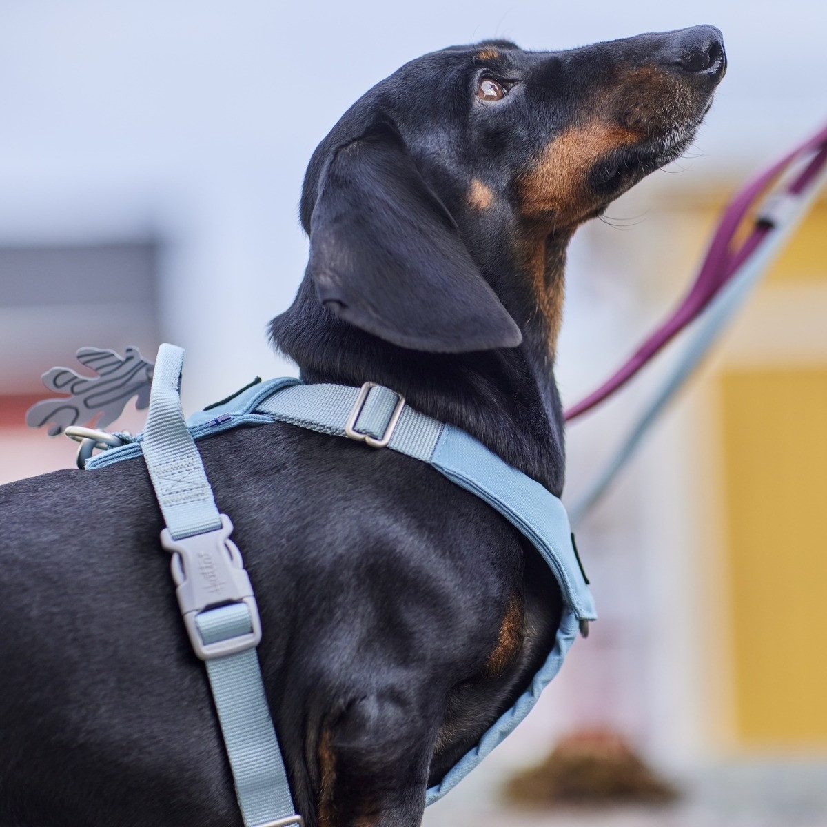 HURTTA Hunde-Geschirr Hundegeschirr Seeker Harness stream