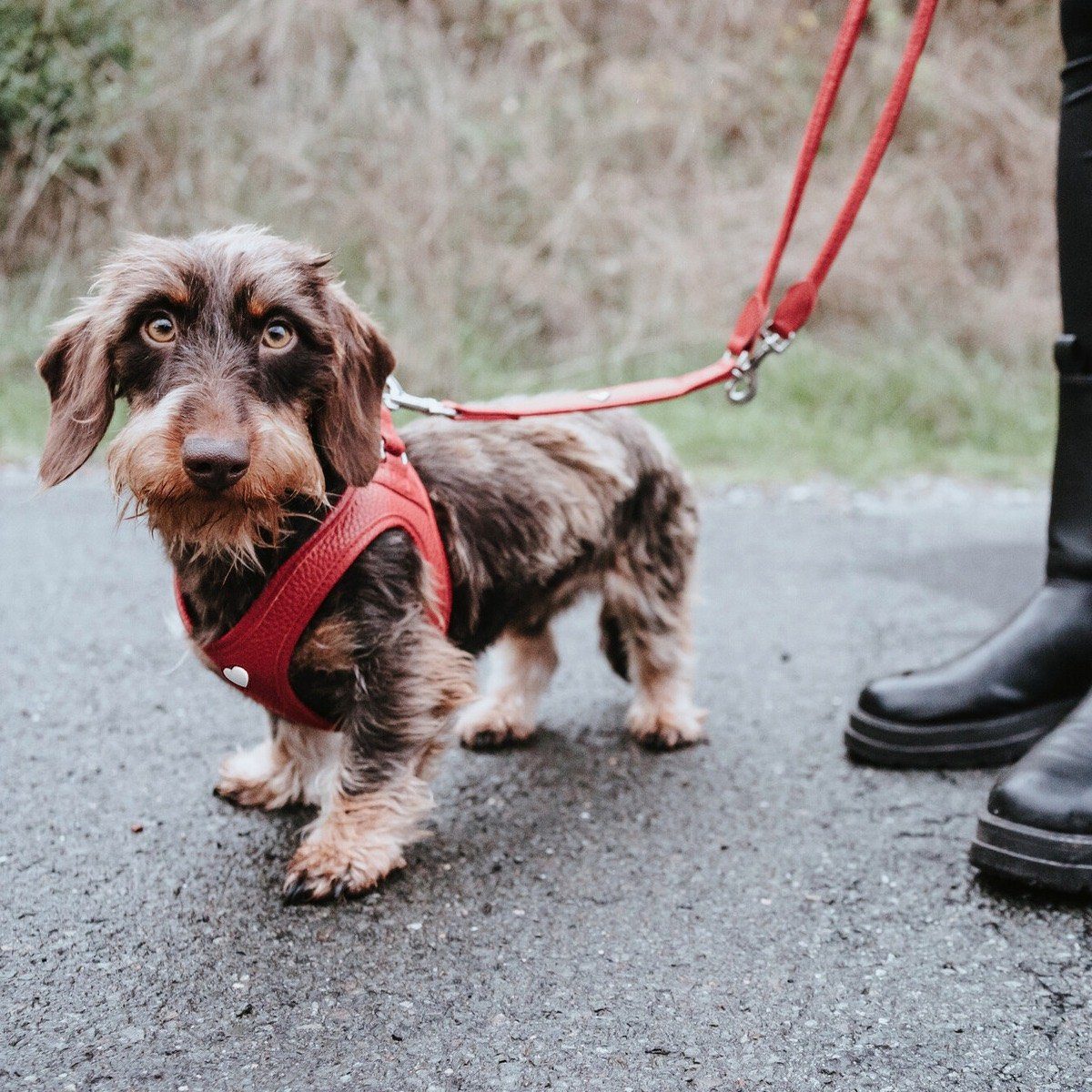 Hunter Tierbedarf Hunde-Geschirr Geschirr Love rot