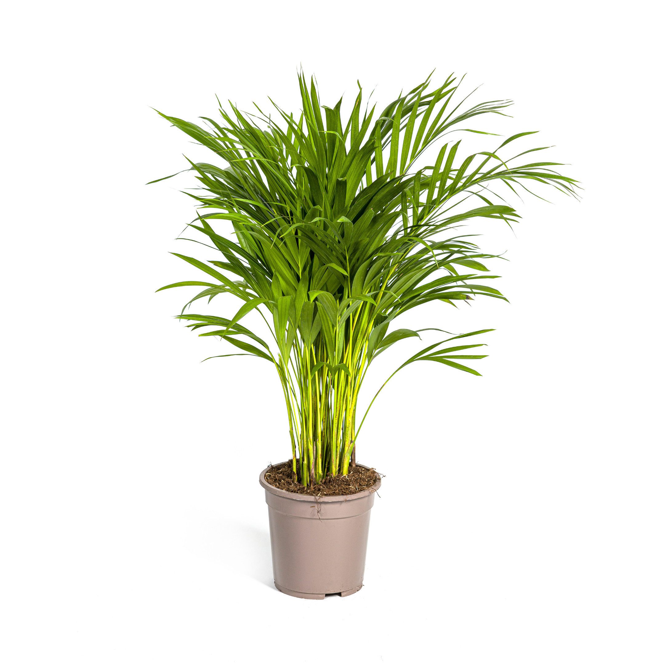 Exotenherz Zimmerpflanze Goldfruchtpalme - Dypsis lutescens - Areca - Solit günstig online kaufen