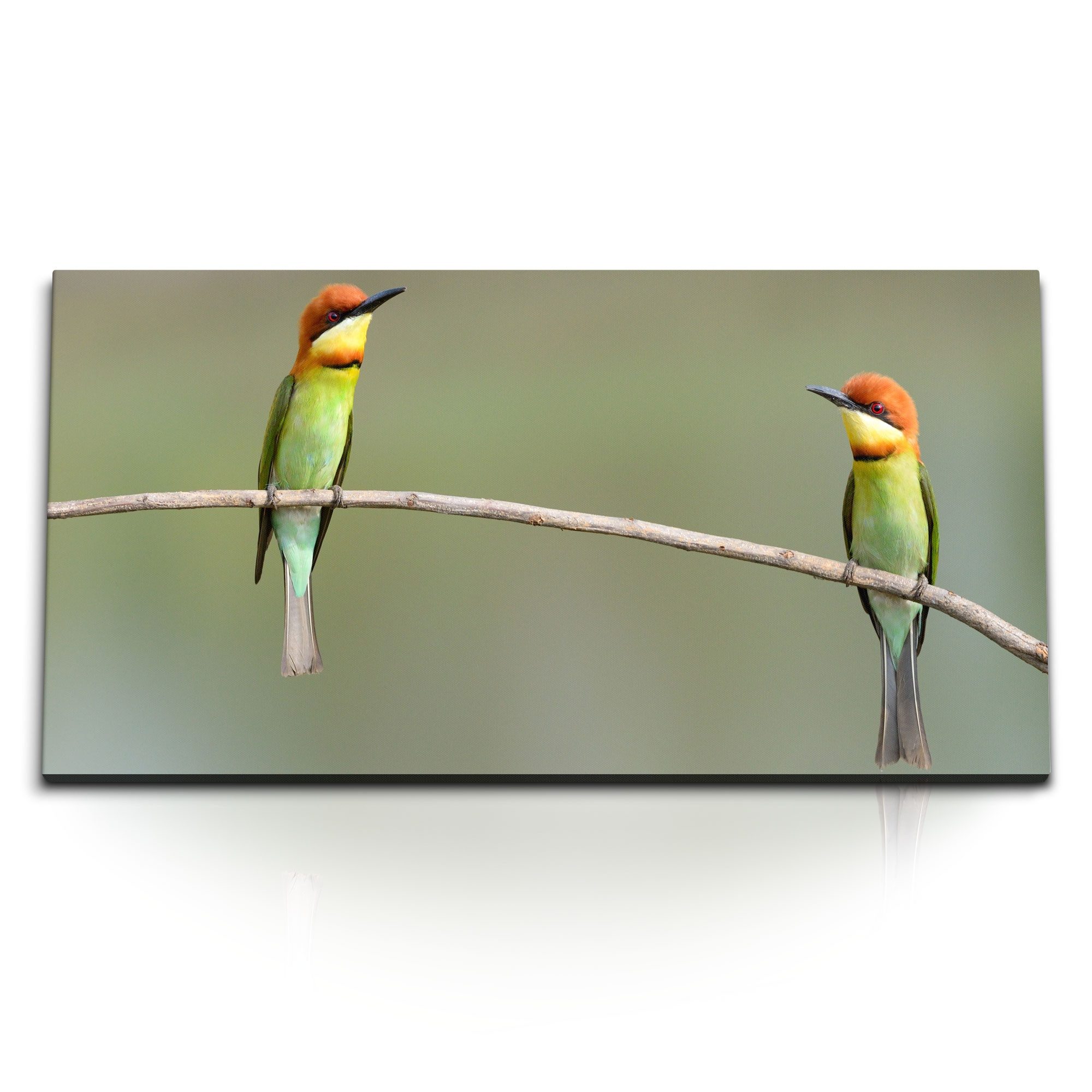 Leinwandbild Kunstdruck Bilder 120x60cm Zwei kleine Vögel auf Ast Tierfotografie Na