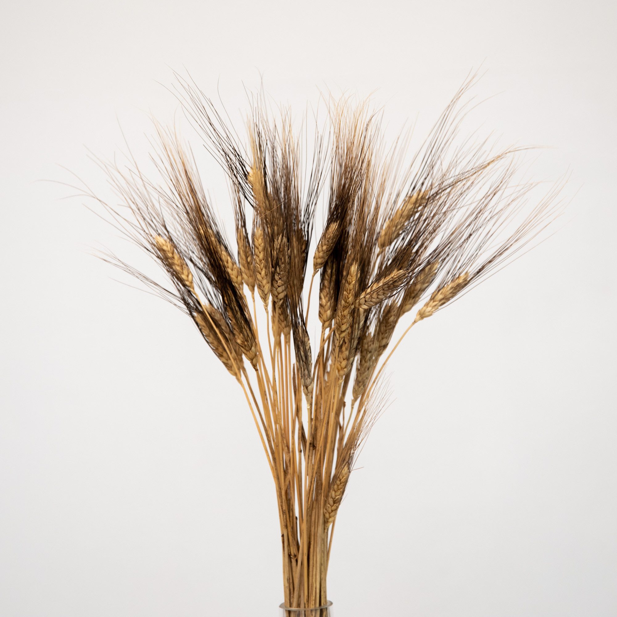 Trockenblume Triticum Gerste “Black Wisps”, ca. 65cm, 1 Bund (ca. 25 Stiele) Gerste, coco+cozy, Höhe 65 cm