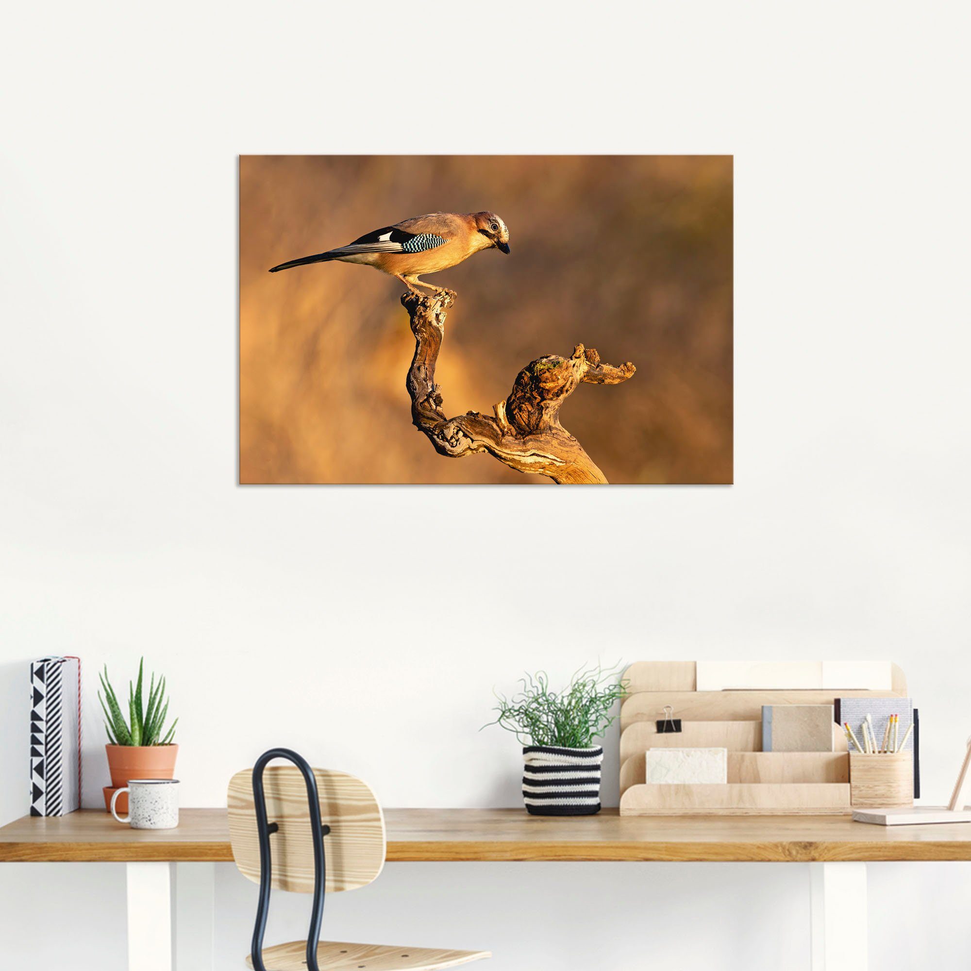 Artland Wandbild »Eichelhäher«, Vogelbilder (1 Stück), in vielen Größen & Produktarten - Alubild / Outdoorbild für den Außenbereich, Leinwandbild, Poster, Wandaufkleber / Wandtattoo auch für Badezimmer geeignet-HomeTrends