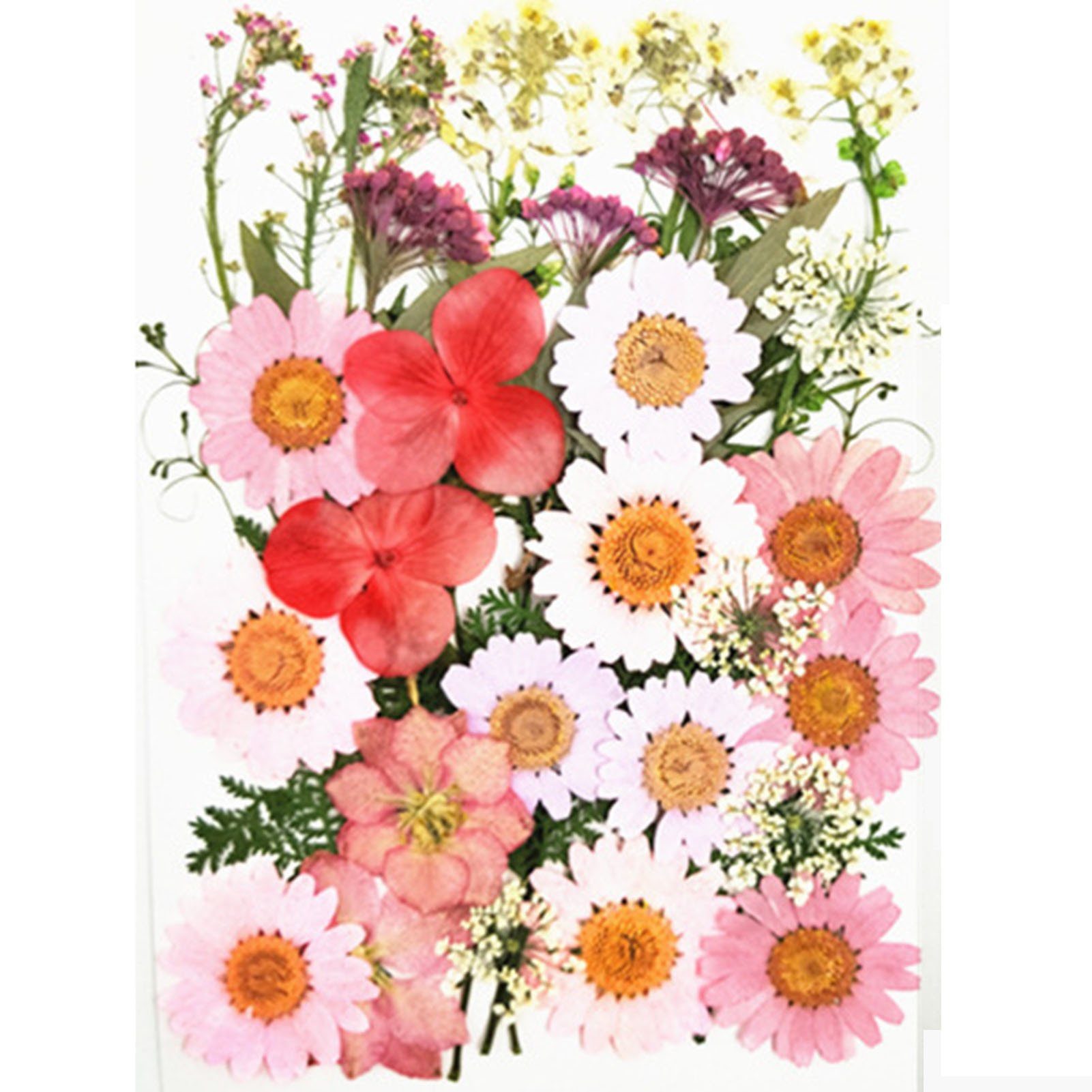 Trockenblume DIY Trockenblumen-Material-Set, Modische Gepresste Blumen, Pflanzen, Blusmart, Trockenblume pinkF