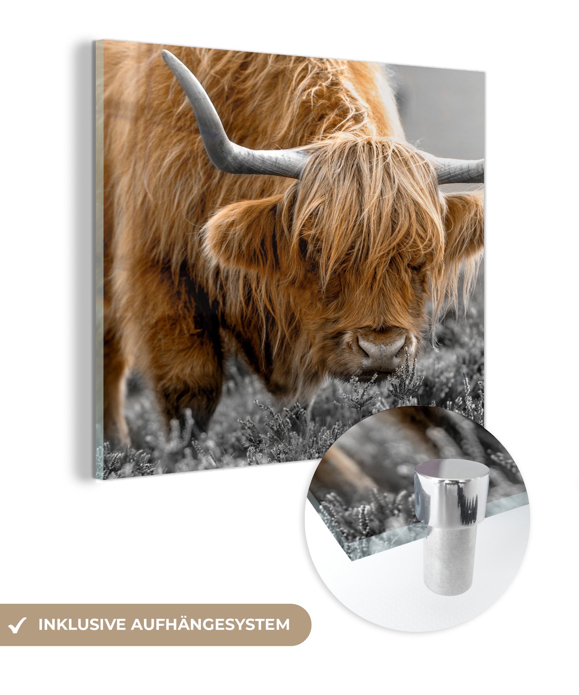 MuchoWow Acrylglasbild Schottischer Highlander - Tiere - Braun - Kuh - Schwarz - Weiß - Natur, (1 St), Glasbilder - Bilder auf Glas Wandbild - Foto auf Glas - Wanddekoration bunt
