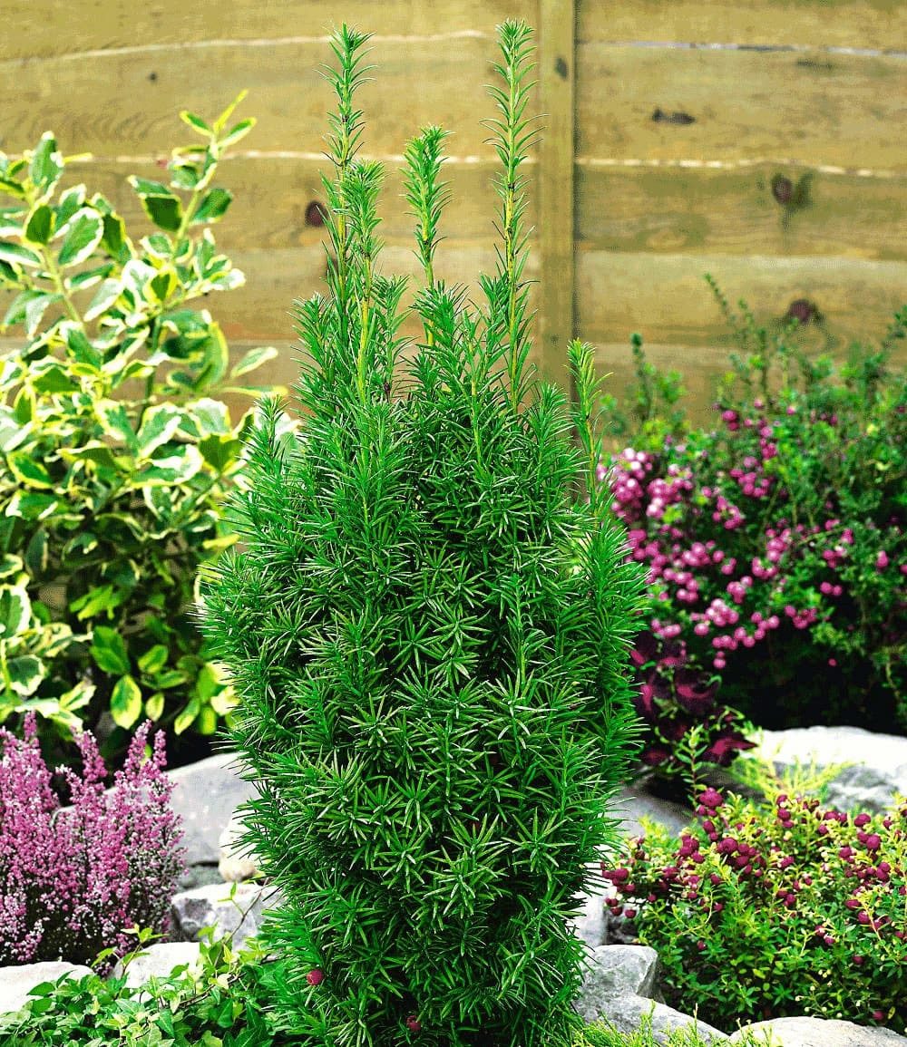 BALDUR Garten Hecken Taxus Eiben-Hecke, 1 St., Gemeine Eibe, immergrün, winterhart, mehrjährig, pflegeleicht