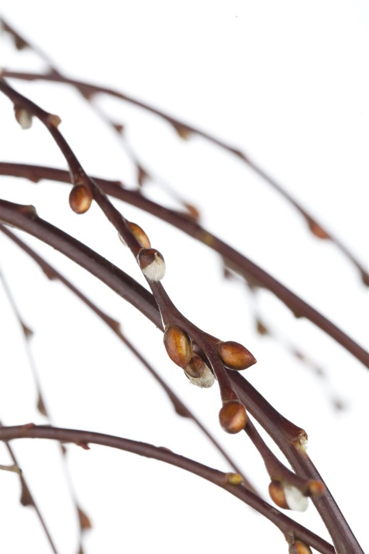 Pflanzen für Dich Gehölze Salix caprea Pendula, 1 St., Hängende Kätzchenweide, Hängeweide, Kätzchenweide