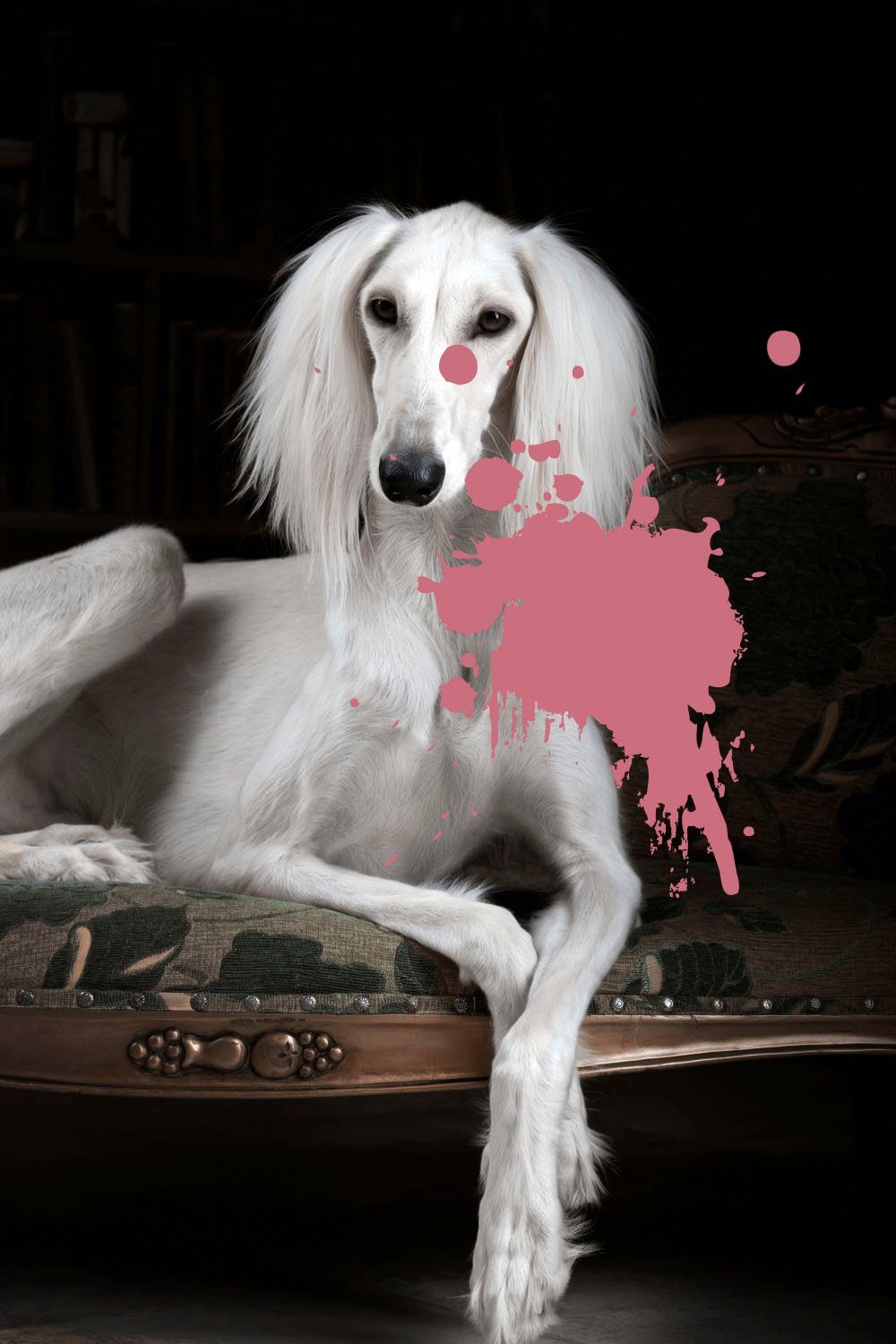 queence Hund Acrylglasbild