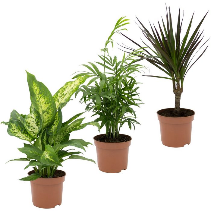 Dominik Zimmerpflanze Grünpflanzen-Set Höhe: 30 cm 3 Pflanzen