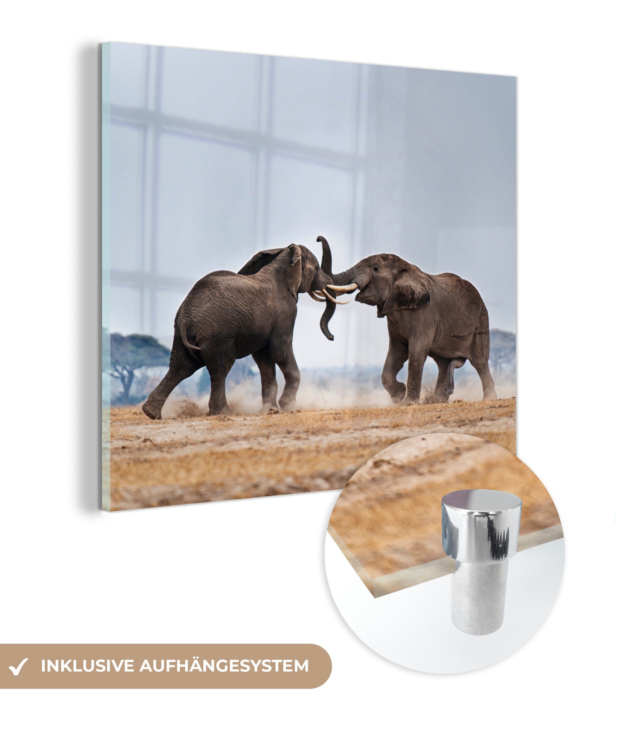 - - - Glas auf Glasbilder MuchoWow (1 Bilder Wandbild Acrylglasbild - Natur, Elefant Glas Tiere - Flachland Wanddekoration auf - Foto St),