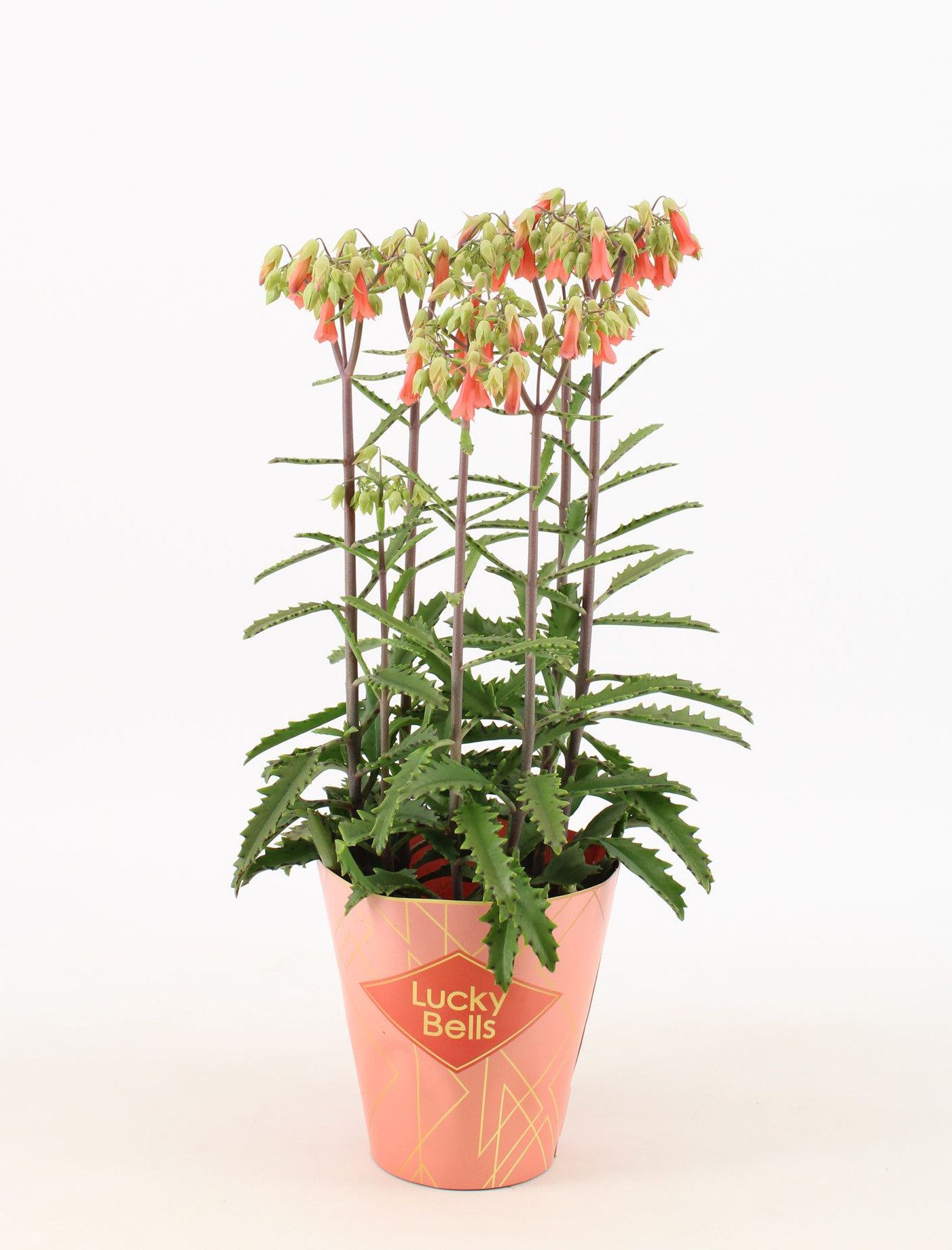 meinvipshop Zimmerpflanze Kalanchoe Lucky Bells 40cm Rarität