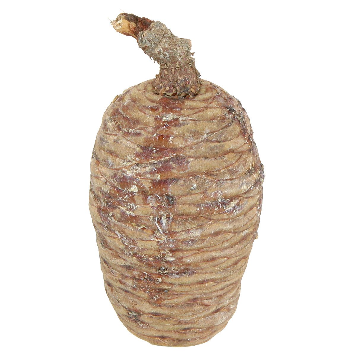 Trockenblume Zedernzapfen Deko Herbst Weihnachten Tischdekoration kreativ, Viana, Höhe 10.5 cm