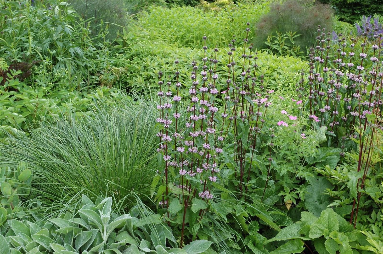 Pflanzen für Dich Staude Phlomis tuberosa, 1 St., Knollen-Brandkraut, Knollen-Phlomis