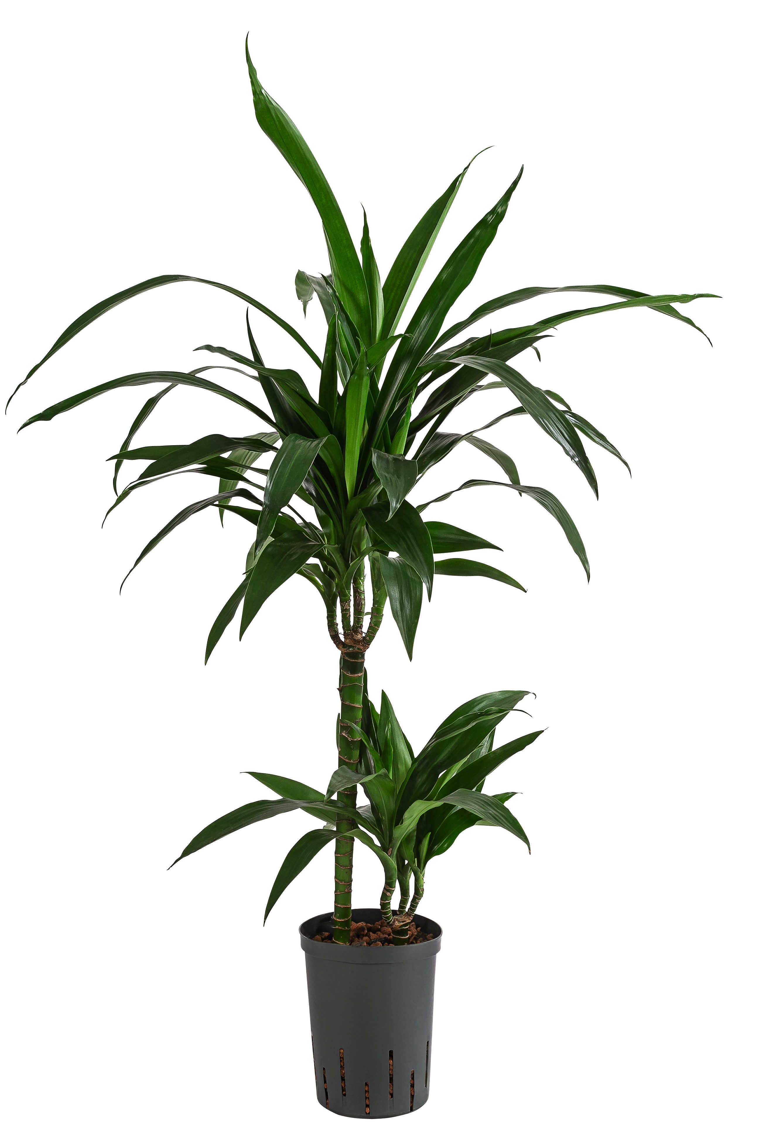 Dehner Zimmerpflanze Drachenbaum, Dracaena Janet Lind, in Hydrokultur, ca. 100 cm, inkl. Wasserstandsanzeiger, stark luftreinigend, Solitärpflanze