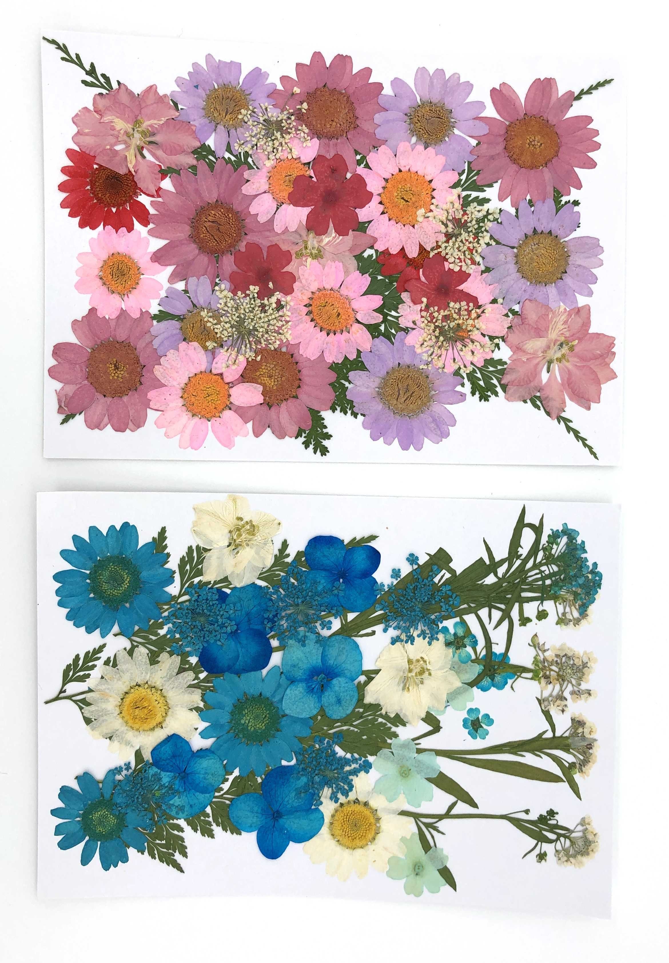 Trockenblume Gepresste Blumen und in - vielen Weiß, Farben Blüten Kunstharz.Art
