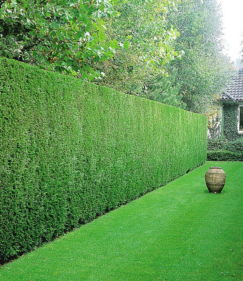 BALDUR Garten Hecken Leyland-Zypressen-Hecke 50 Pflanzen, 50 St., Schnellwachsend, immergrün,winterhart, mehrjährig, blickdicht