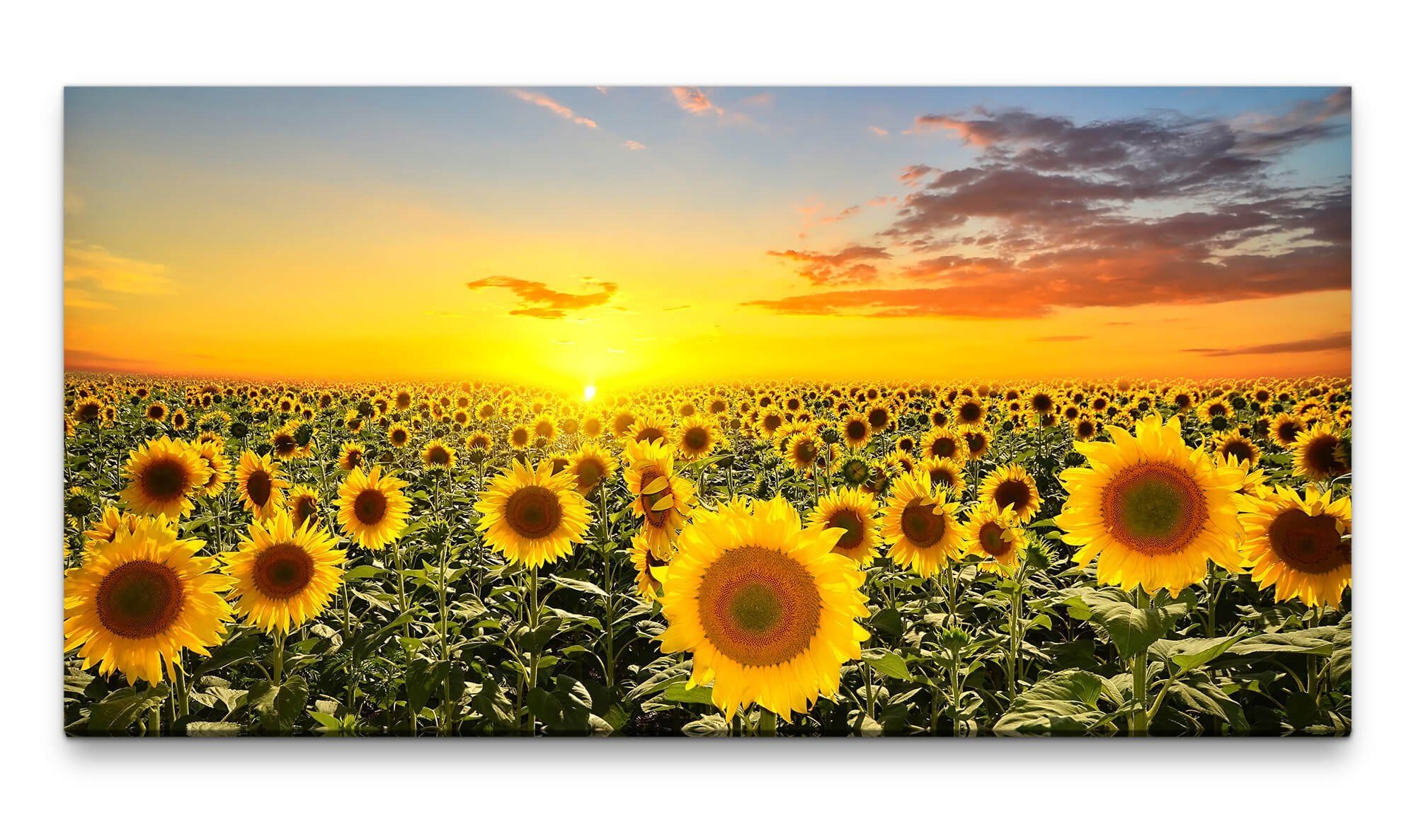 Leinwandbild Bilder XXL Sonnenblumen 50x100cm Wandbild auf Leinwand