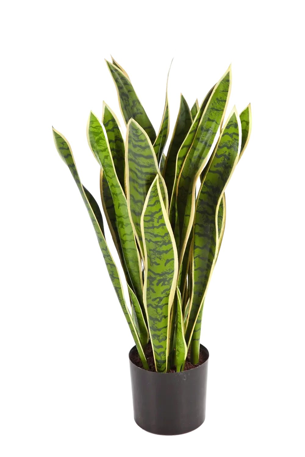 monstera aroid Monstera Obliqua Swiss Cheese Plant Aroid  Let's Grow Florida