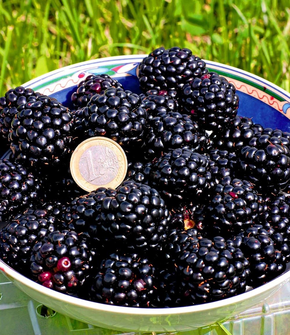 BALDUR Garten Obstpflanze Zuckerbrombeere 'Asterina®', 1 St., Selbstbefruchtend,winterhart, pflegeleicht – Bild 2 von 3