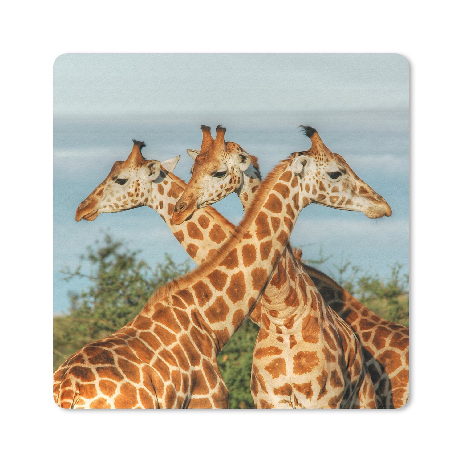 MuchoWow Mauspad Giraffen - Luft - Tiere (1-St), Mousepad, Schreibtisch Zubehör, Deko, 20x20 cm