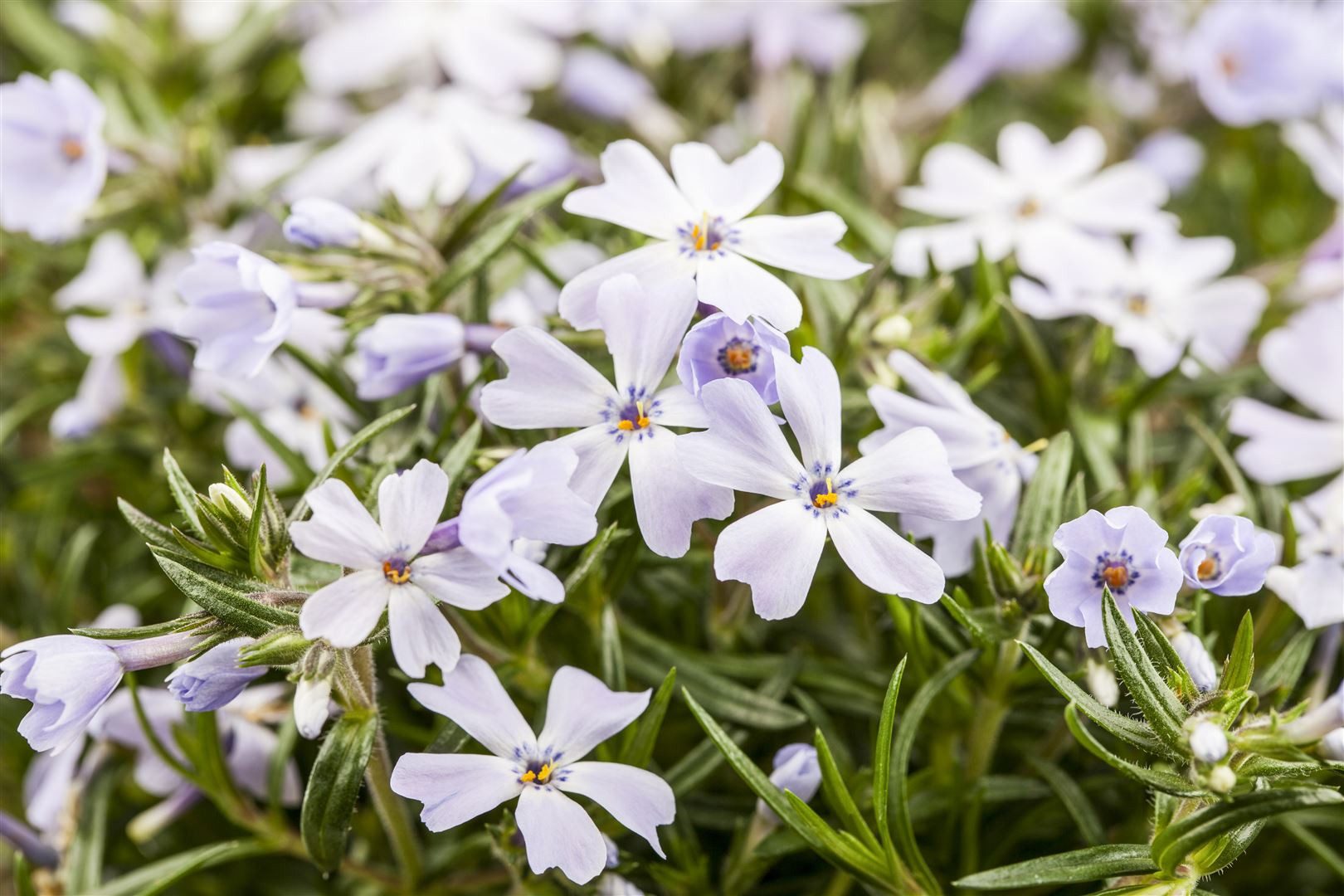 Pflanzen für Dich Bodendecker Phlox subulata White Delight, 1 St., Polsterphlox, Teppichphlox, Moosphlox, weißblühend, teppichbildend