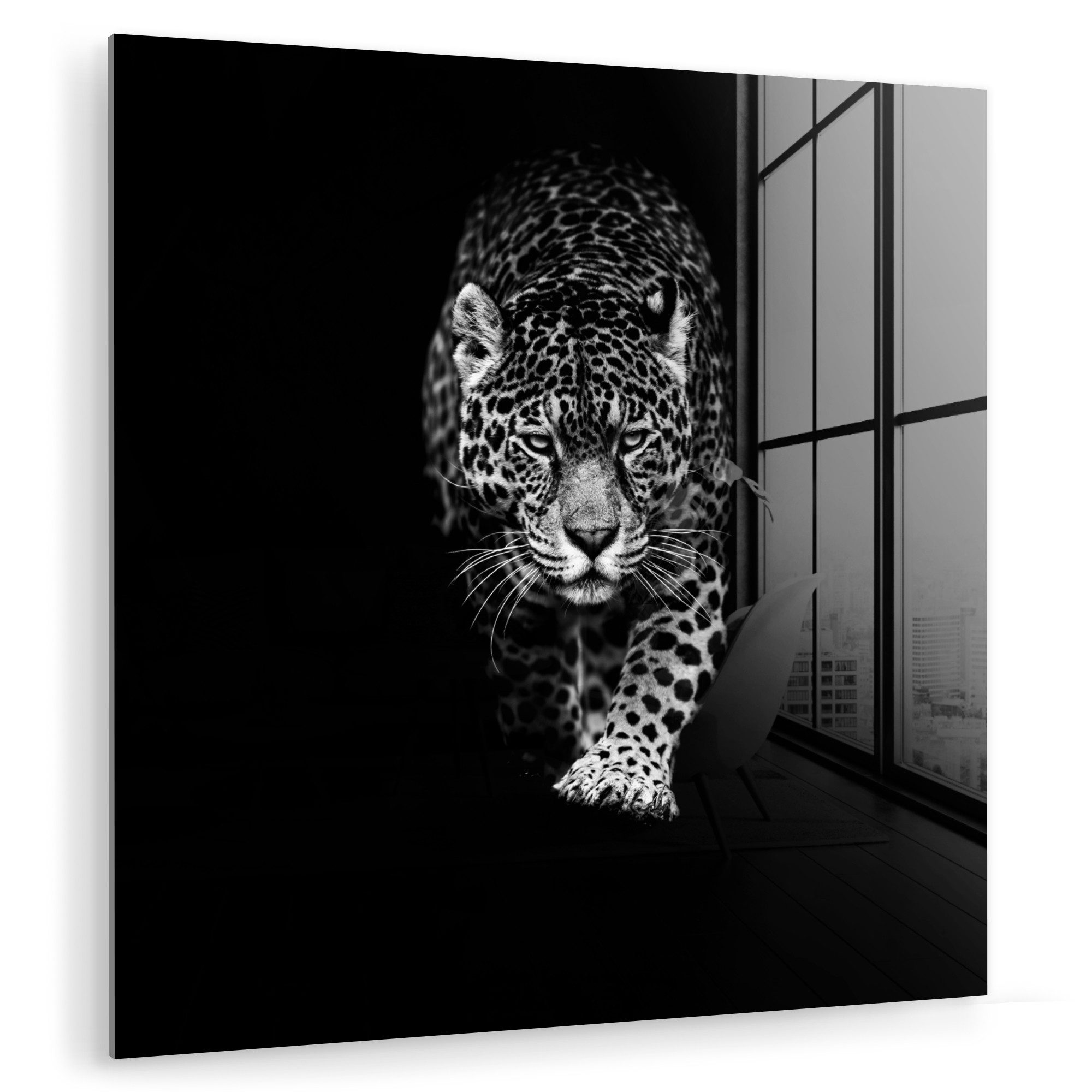 Acrylglasbild Tiere - Schwarz - Leopard - Weiß - Wild