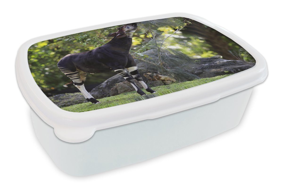 MuchoWow Lunchbox Okapi frisst Blätter im Grasland, Kunststoff, (2-tlg), Brotbox für Kinder und Erwachsene, Brotdose, für Jungs und Mädchen weiß