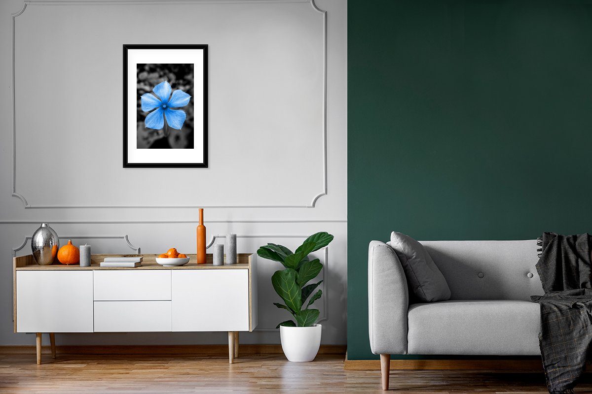 Weiß, (1 - Schwarzem MuchoWow Blumen mit Blau - Rahmen, Bilderrahmen Schwarz Gerahmtes Poster, Kunstdruck, St), Poster -