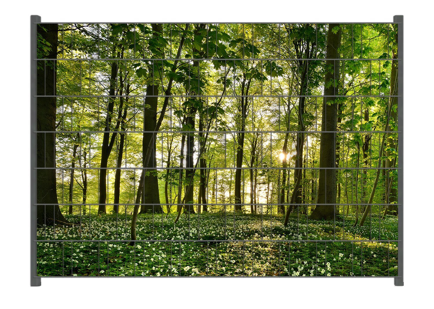 Wallario Sichtschutzstreifen Waldanemonen und Sonnenstrahlen im günstig online kaufen