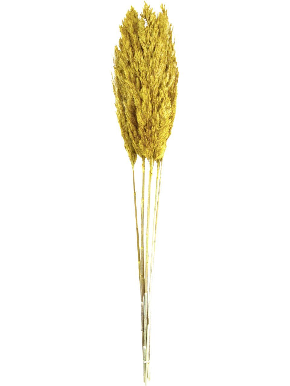 Kunstpflanze Dijk Schilffahne lang Kyan ocker 110 cm, DIJK