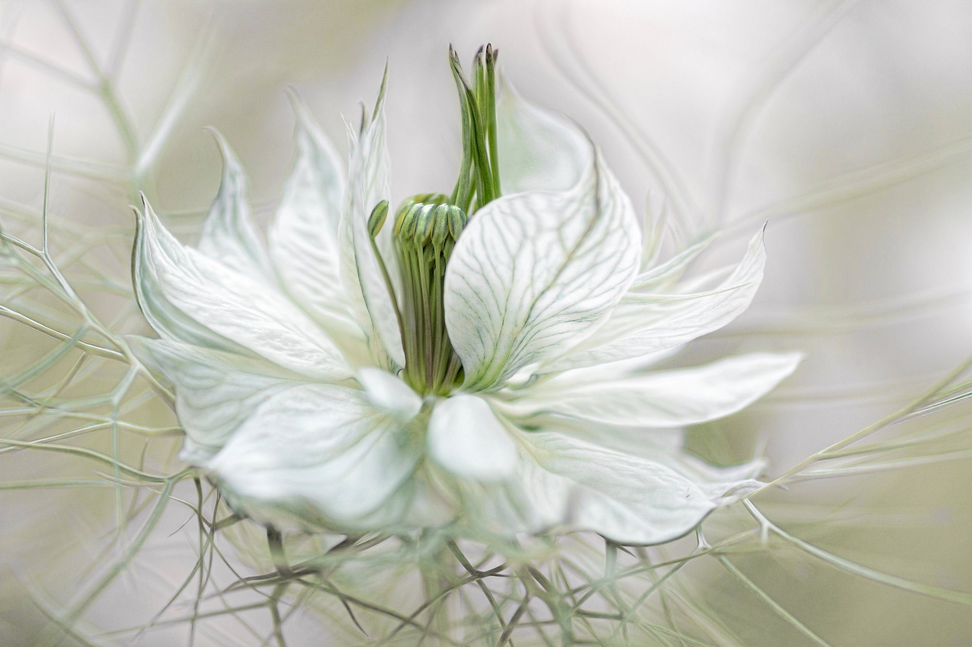 Papermoon Fototapete Photo-Art MANDY DISHER, NIGELLA