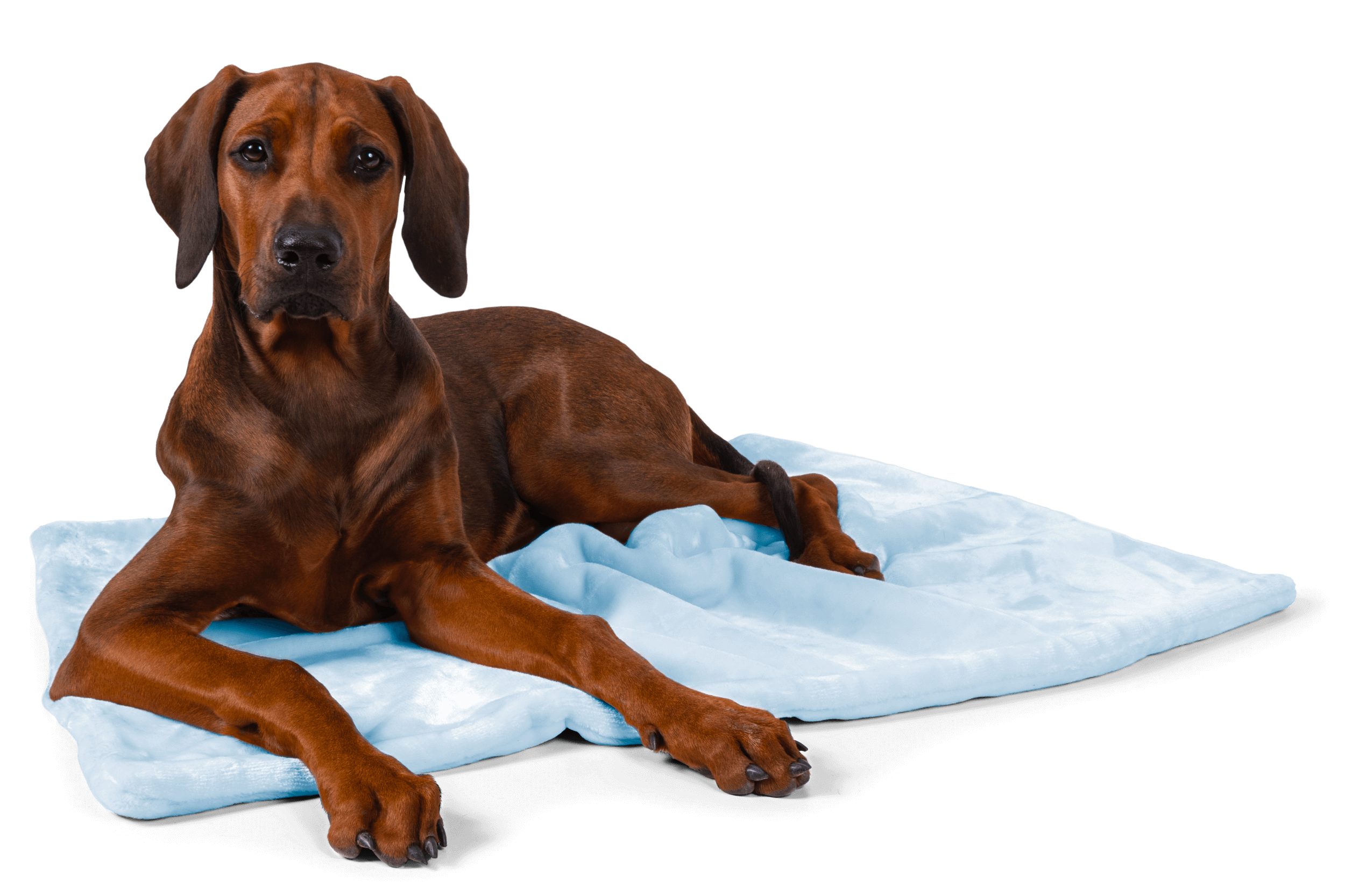 TrendPet Tierdecke Coco, Welpen-Kuscheldecke, Blau, 100% günstig online kaufen