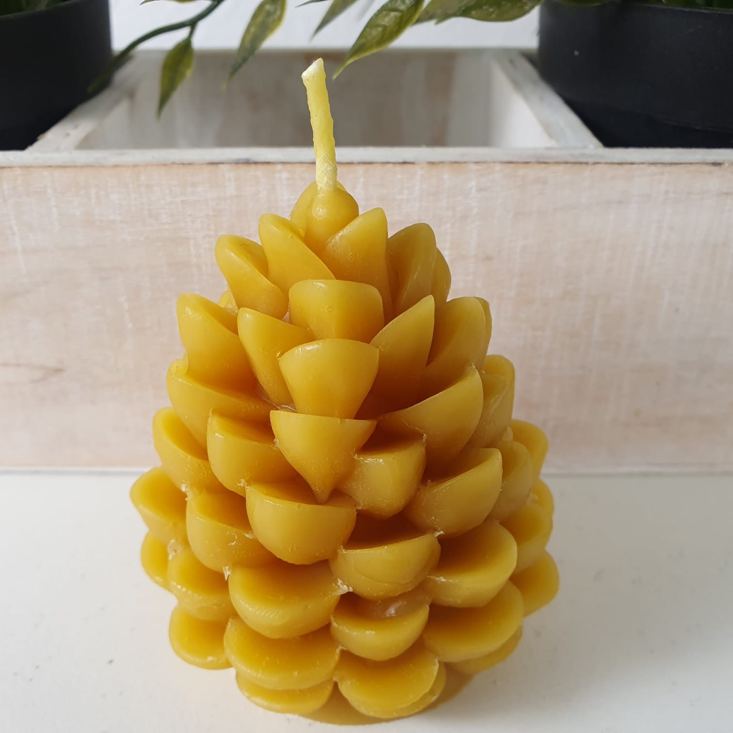 Aspinaworld Bienenwachskerze Tannenzapfen Kerzen 8 cm - 100% Bienenwachs - günstig online kaufen