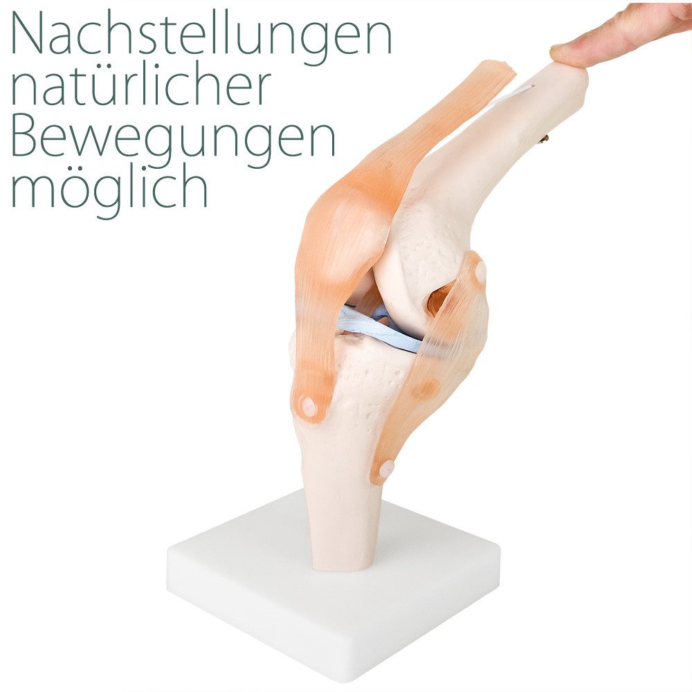 MedMod Dekoobjekt Anatomie Skelett Modell Kniegelenk Lehrmodell Lebensgroß Knie – Bild 3 von 5