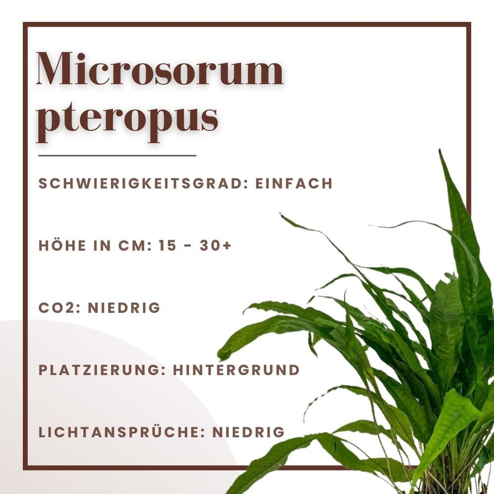 Aquaone Wasserpflanze Mutterpflanze Aquarium Pflanze Microsorum pteropus Nr.308 XL Aquarium – Bild 3 von 5