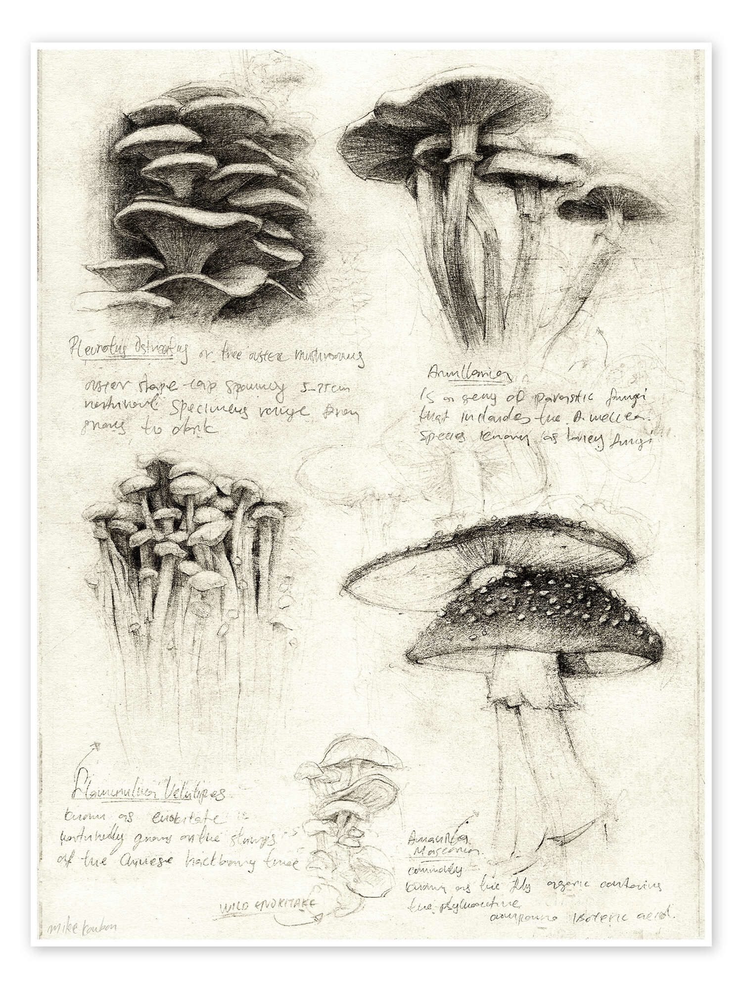 Posterlounge Плакат Mike Koubou, Pilze, Klassenzimmer Vintage Illustration