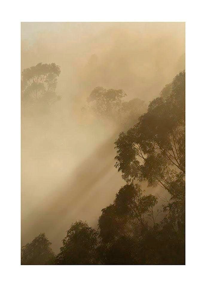 Komar Bild Golden Light, Natur (1 St), Wandbild zur Dekoration - ohne Rahmen