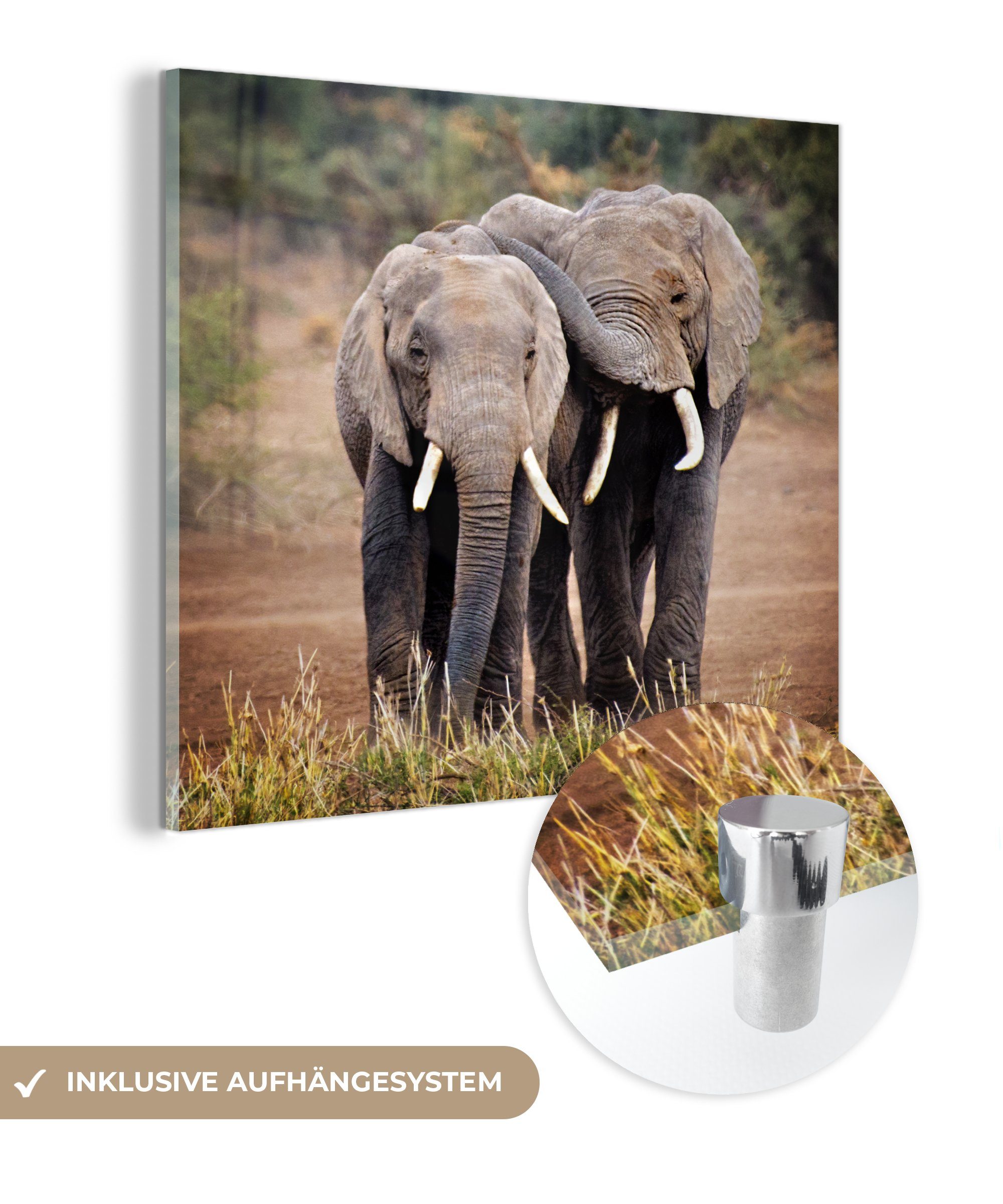 MuchoWow Acrylglasbild Elefant - Tiere - Bäume - Natur, (1 St), Glasbilder - Bilder auf Glas Wandbild - Foto auf Glas - Wanddekoration