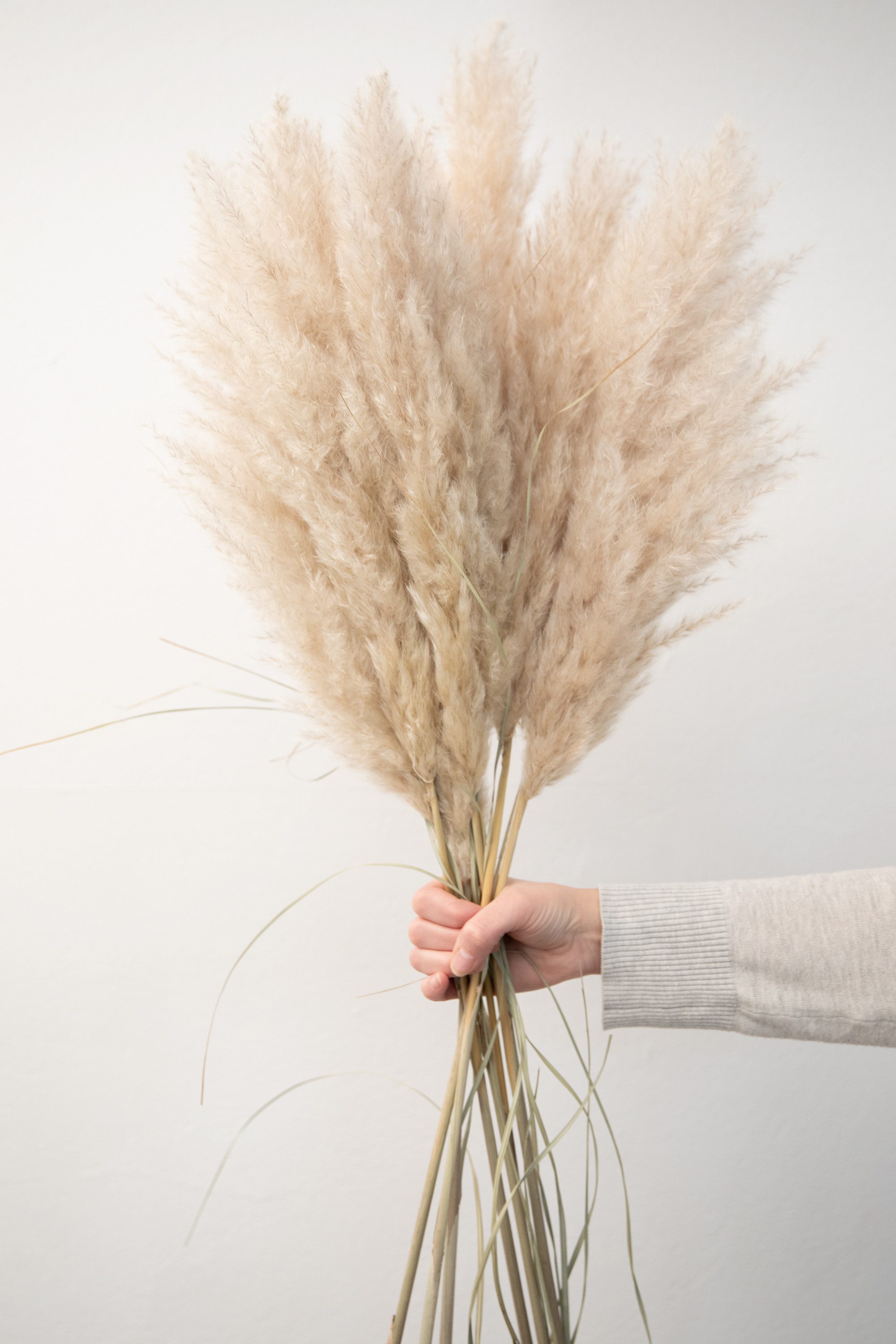 Trockenblume XXL Pampasgras extra fluffig, Bund (5 Stiele), getrocknet, ca. günstig online kaufen