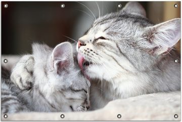 Wallario Sichtschutzzaunmatten Süße kleine getigerte Katzenbabys