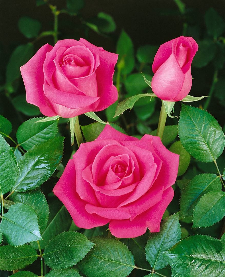 Pflanzen für Dich Rose Rosa Ballerina günstig online kaufen