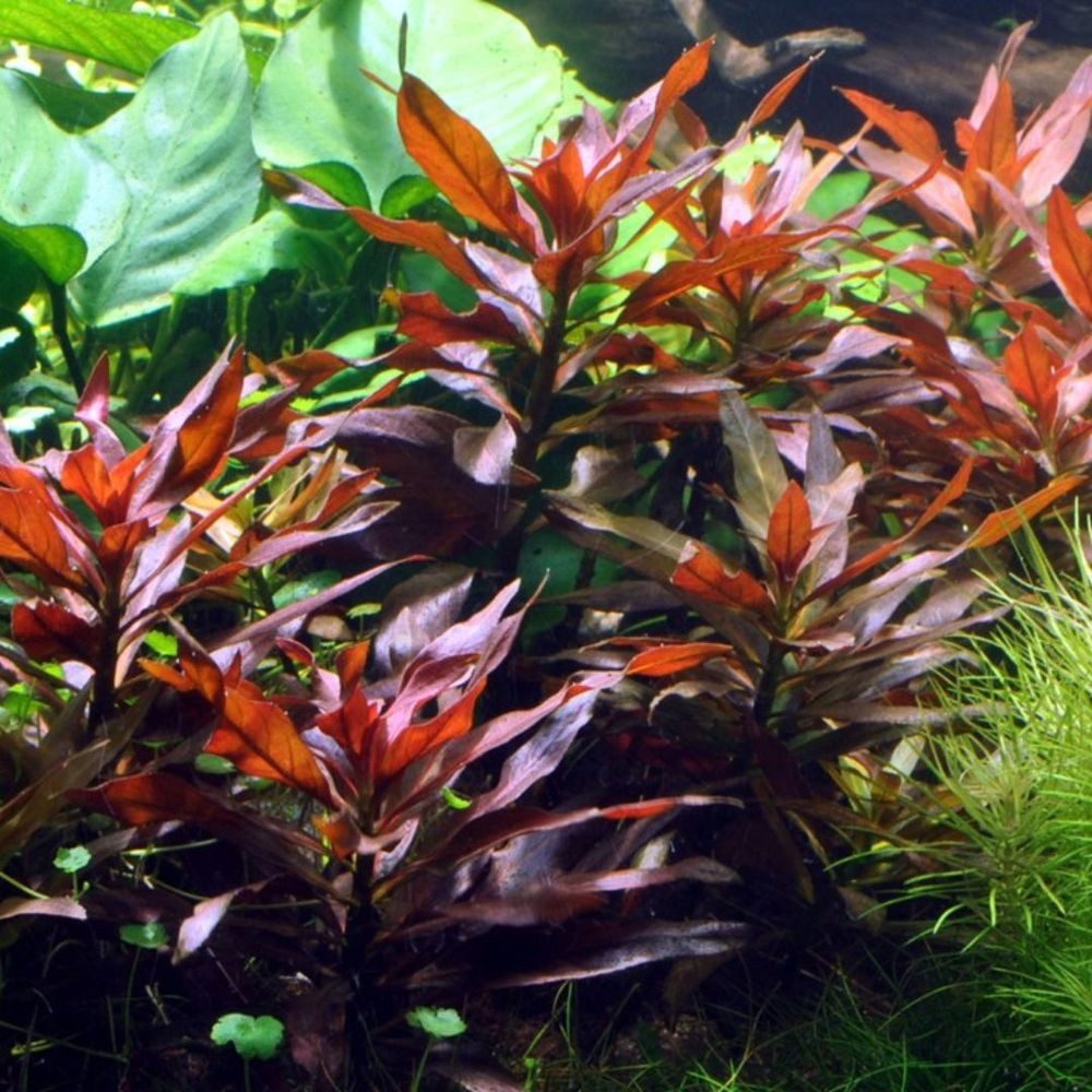 Aquaone Wasserpflanze Aquarium Pflanze 3 Stück Ludwigia glandulosa perennis günstig online kaufen